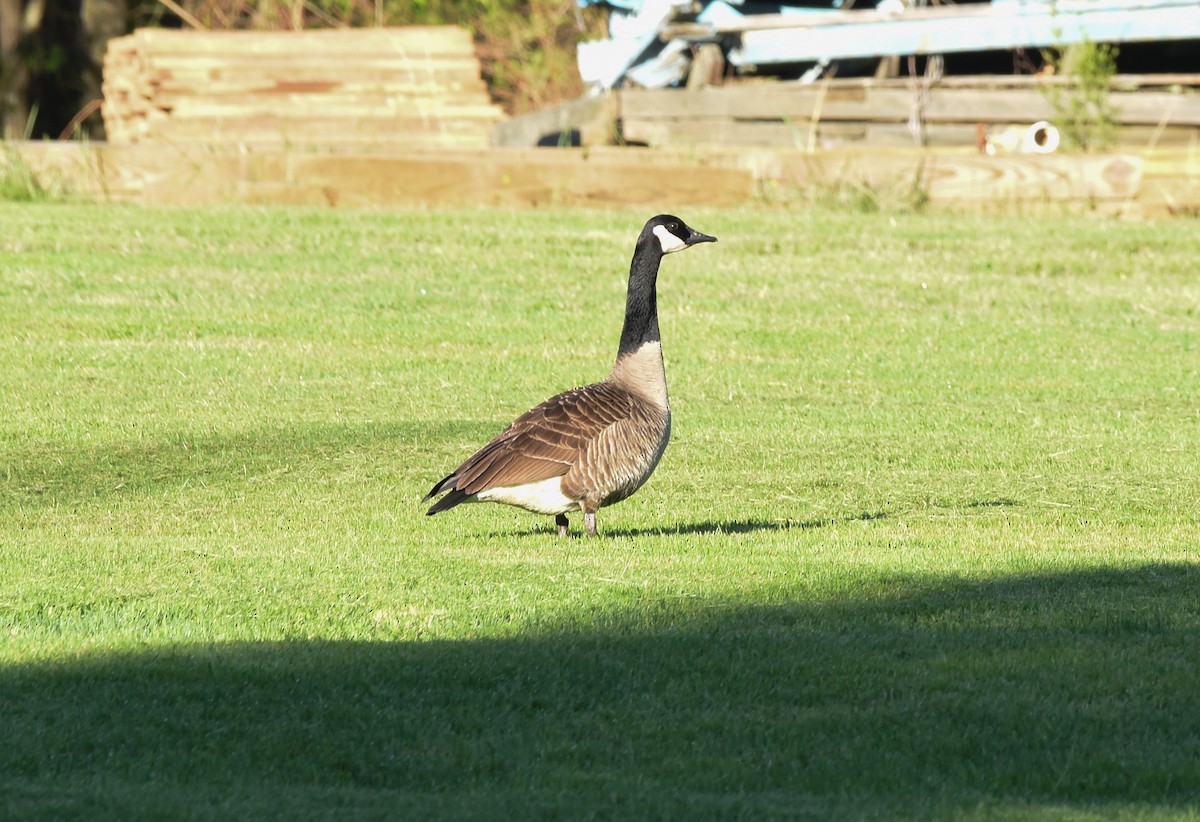 Canada Goose - ML151650621