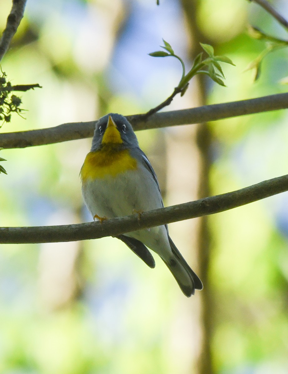 Northern Parula - ML151650731