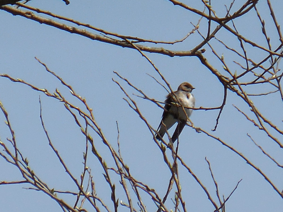 Northern Rough-winged Swallow - ML151651211