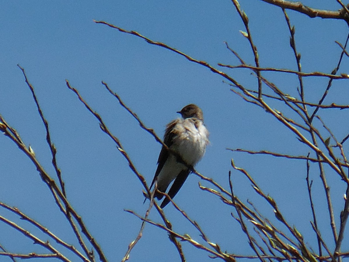 Northern Rough-winged Swallow - ML151651221