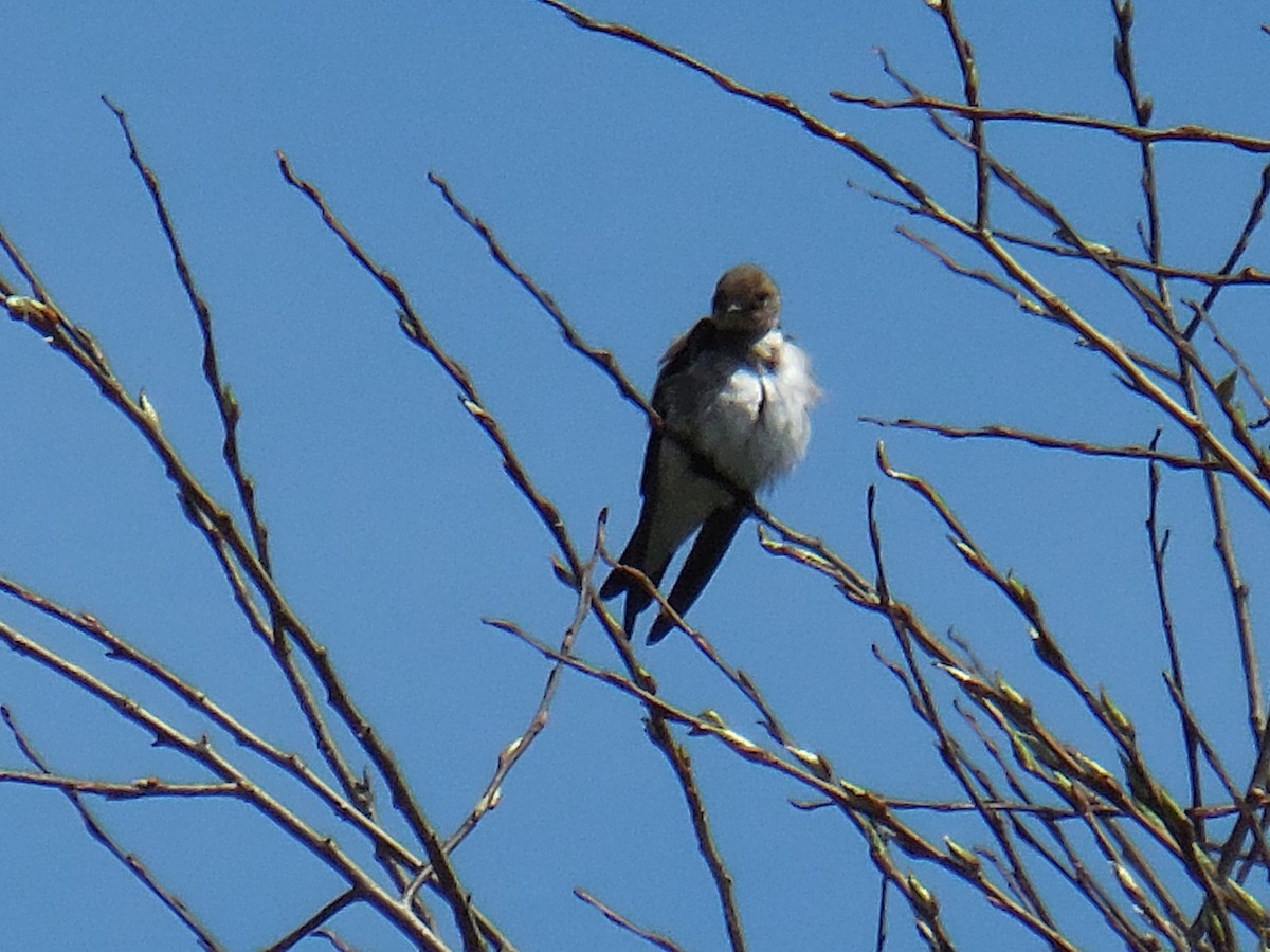 Northern Rough-winged Swallow - ML151651271