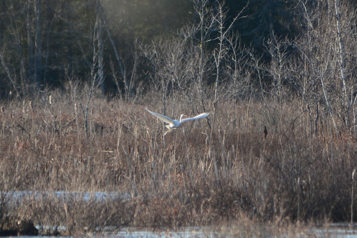 Great Egret - ML151651871