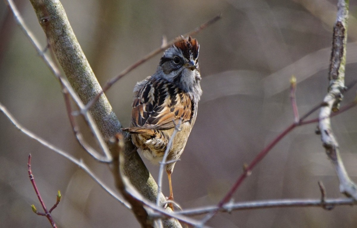 Swamp Sparrow - ML151652181