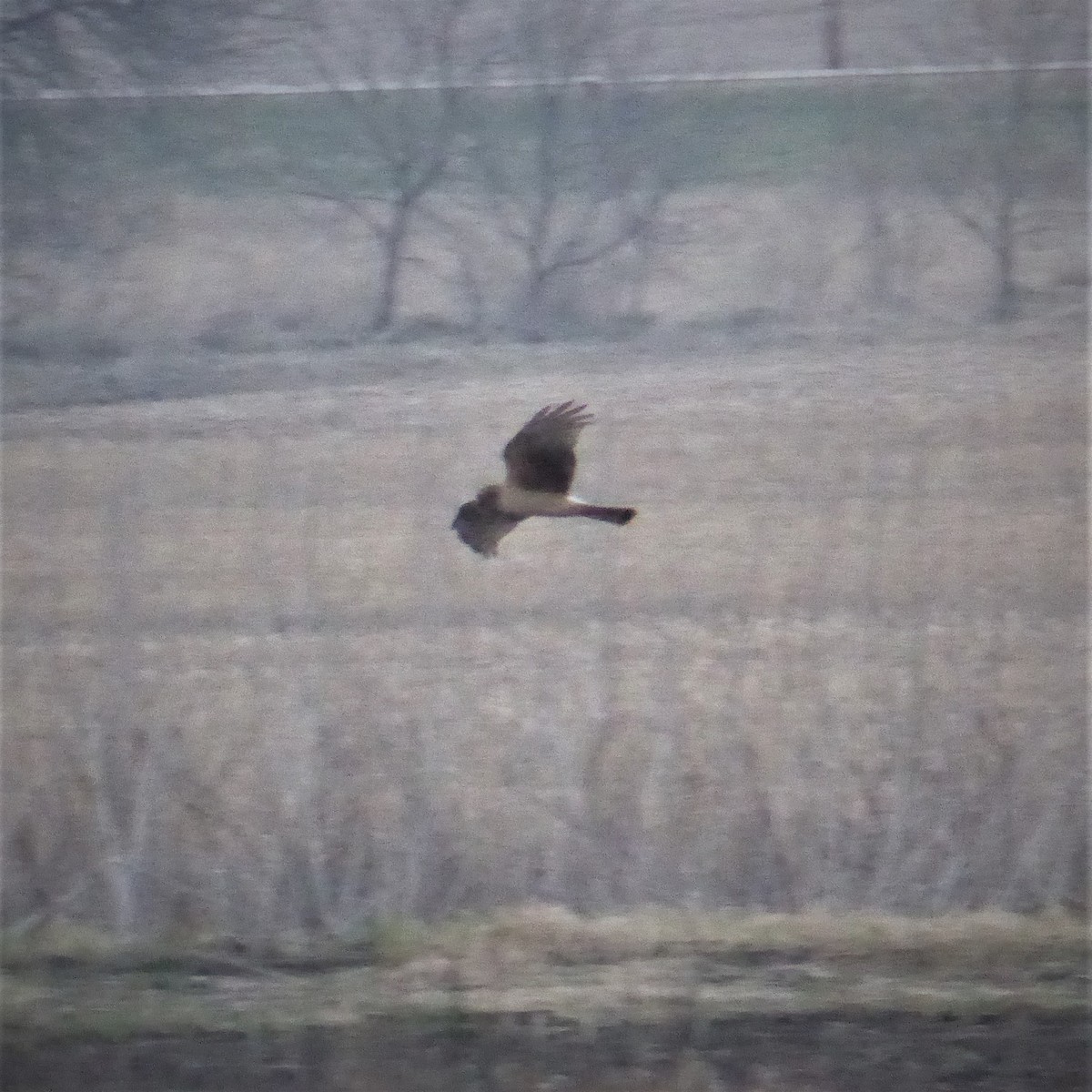 Northern Harrier - K K