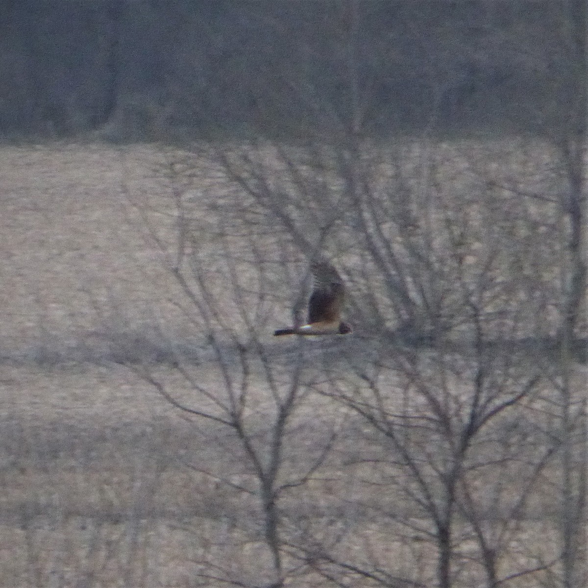 Northern Harrier - K K