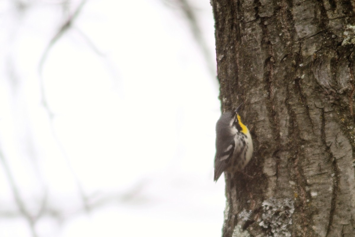 Yellow-throated Warbler - ML151653501