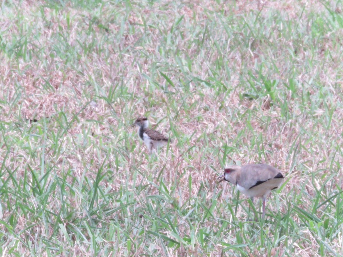 Southern Lapwing - ML151653601