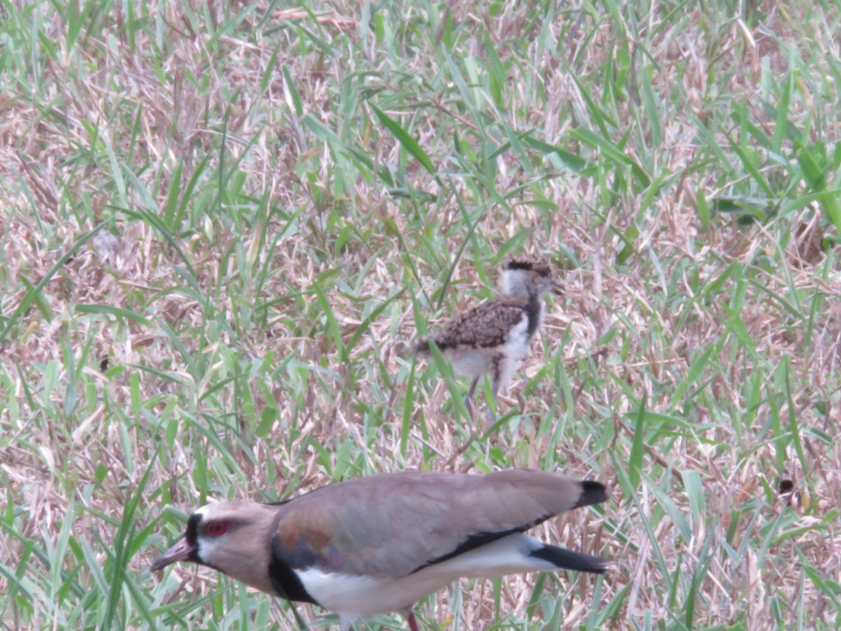 Southern Lapwing - ML151653611