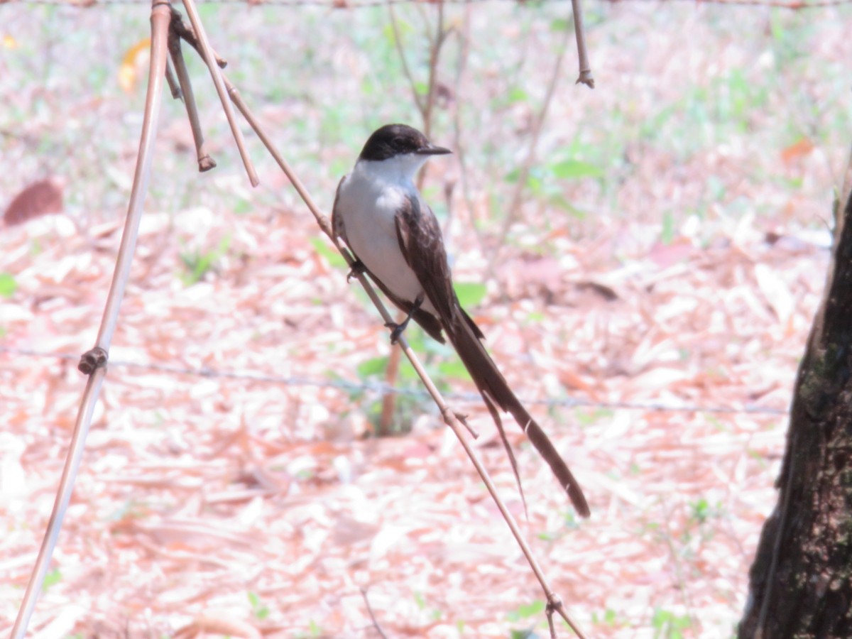 Fork-tailed Flycatcher - ML151654051