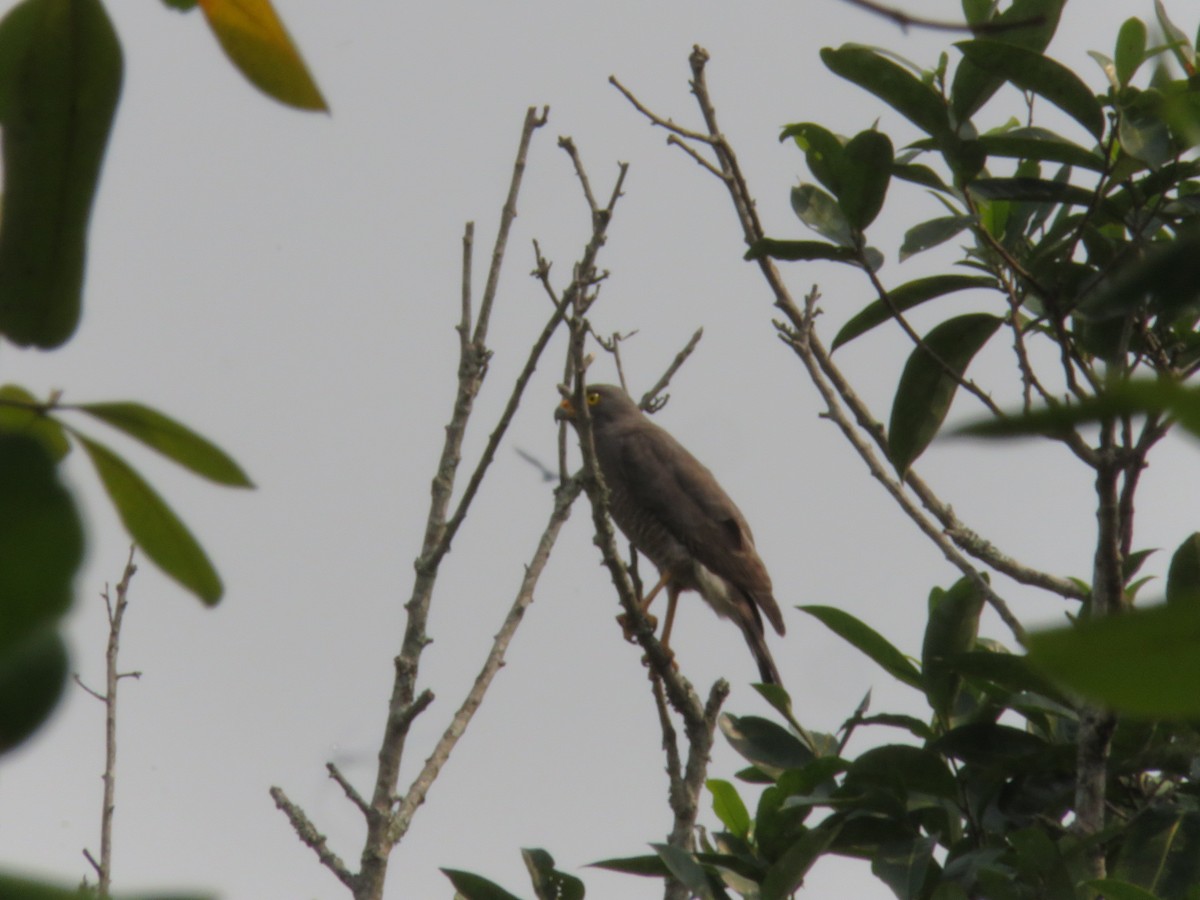 Roadside Hawk - ML151654291