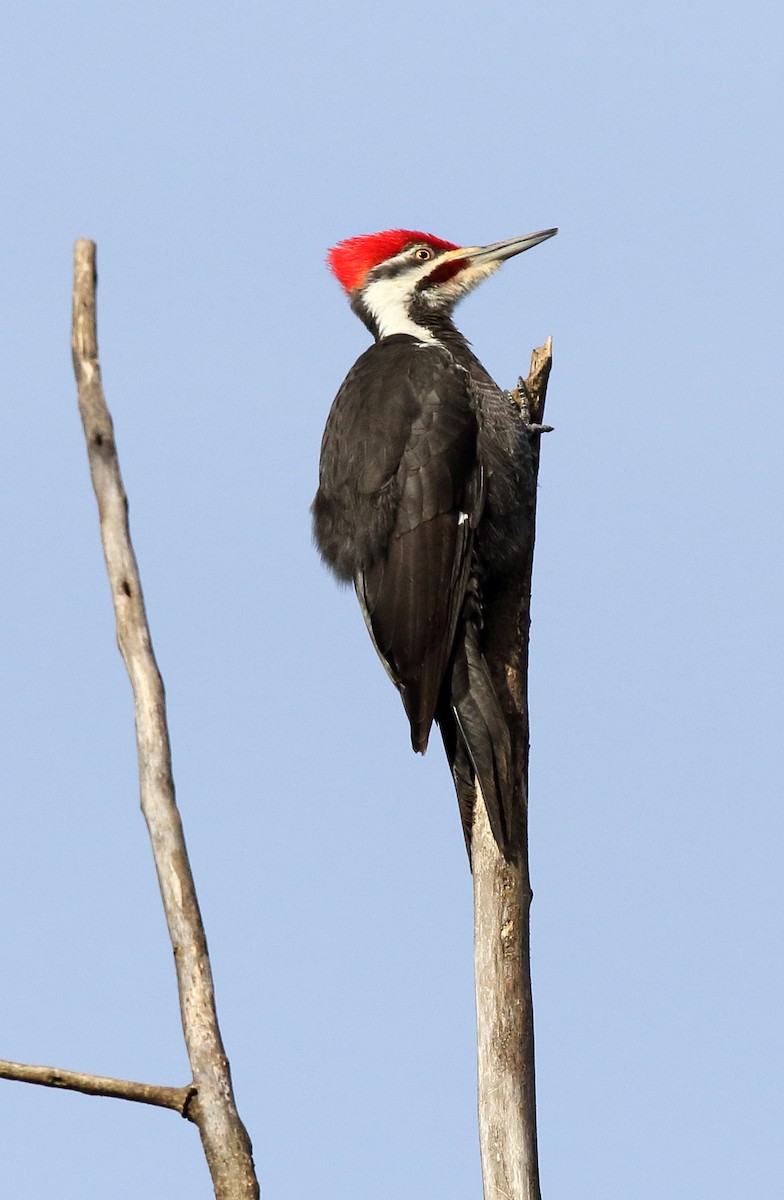 Pileated Woodpecker - Laure Wilson Neish