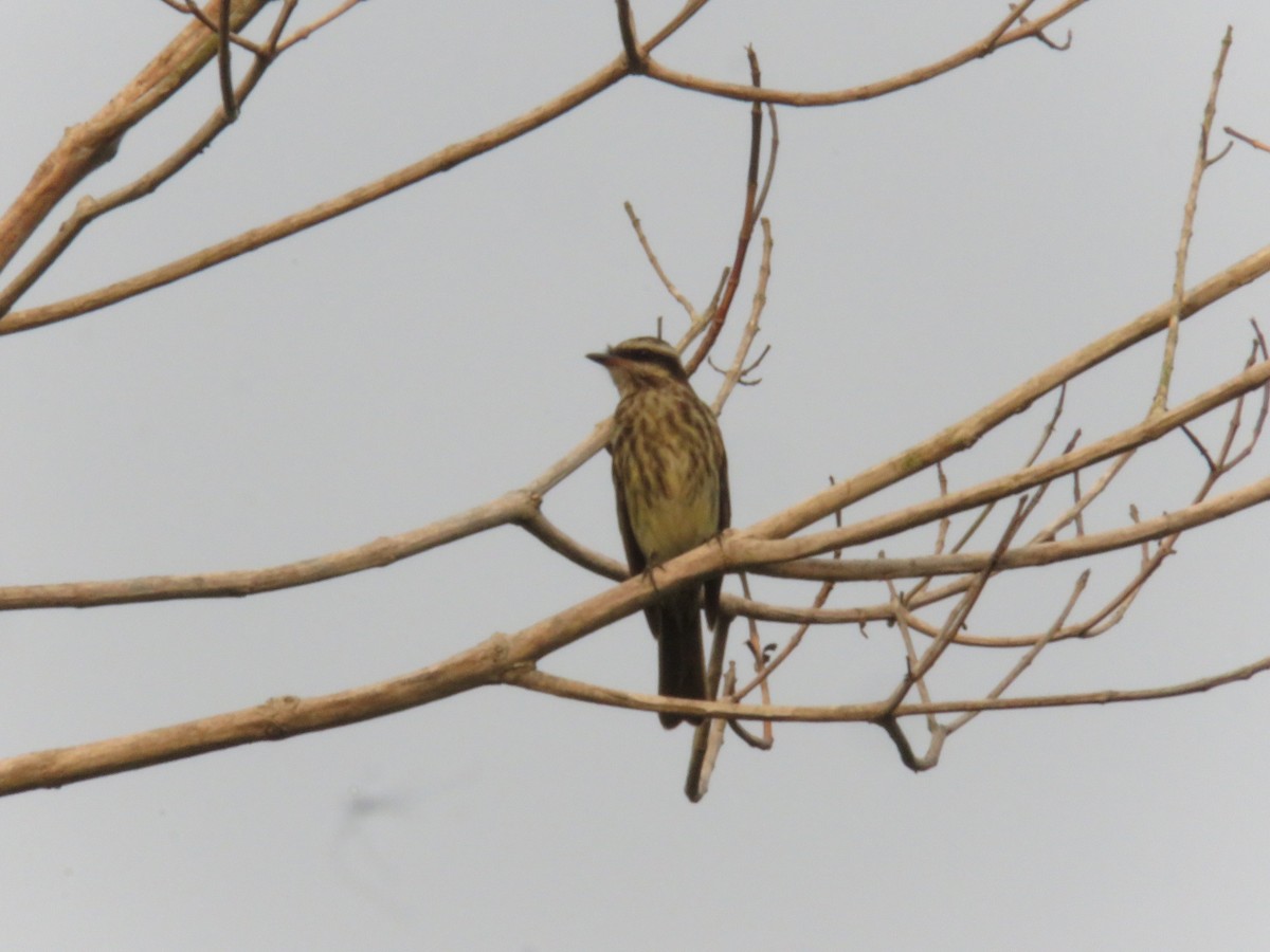 Piratic Flycatcher - ML151655711