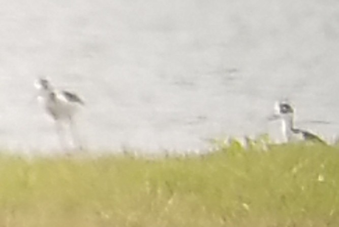 Black-necked Stilt (Black-necked) - ML151655901