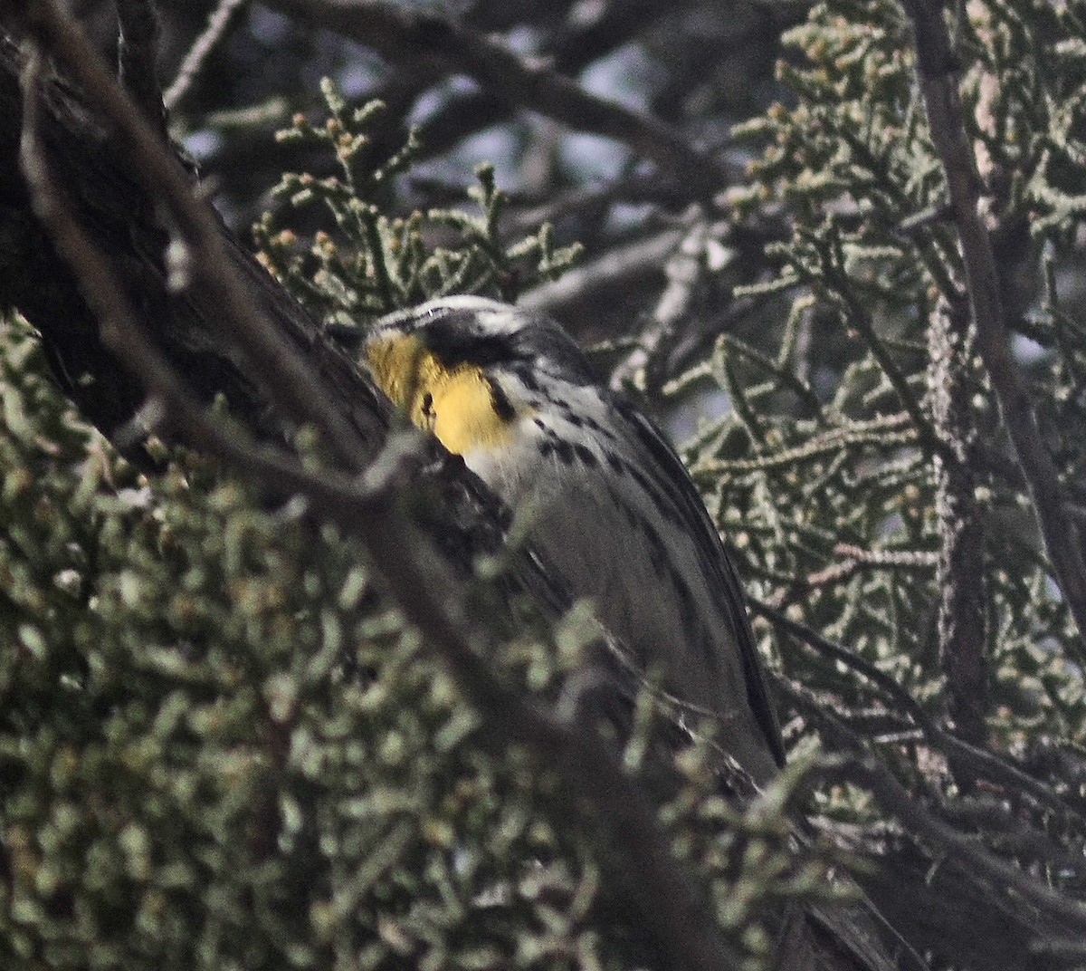Yellow-throated Warbler (albilora) - ML151656111