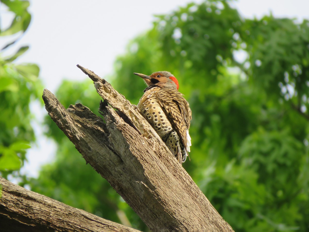 Northern Flicker (Yellow-shafted) - Yve Morrell