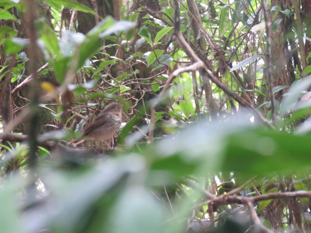 Swainson's Thrush - ML151656661