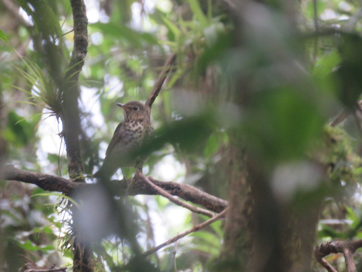 Swainson's Thrush - ML151656871