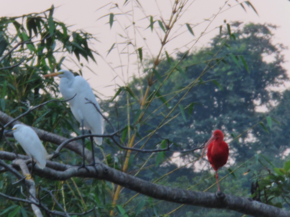 Great Egret - ML151656941