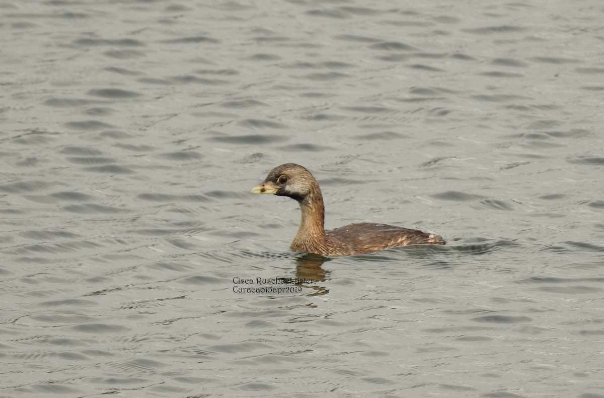 Pied-billed Grebe - ML151657371