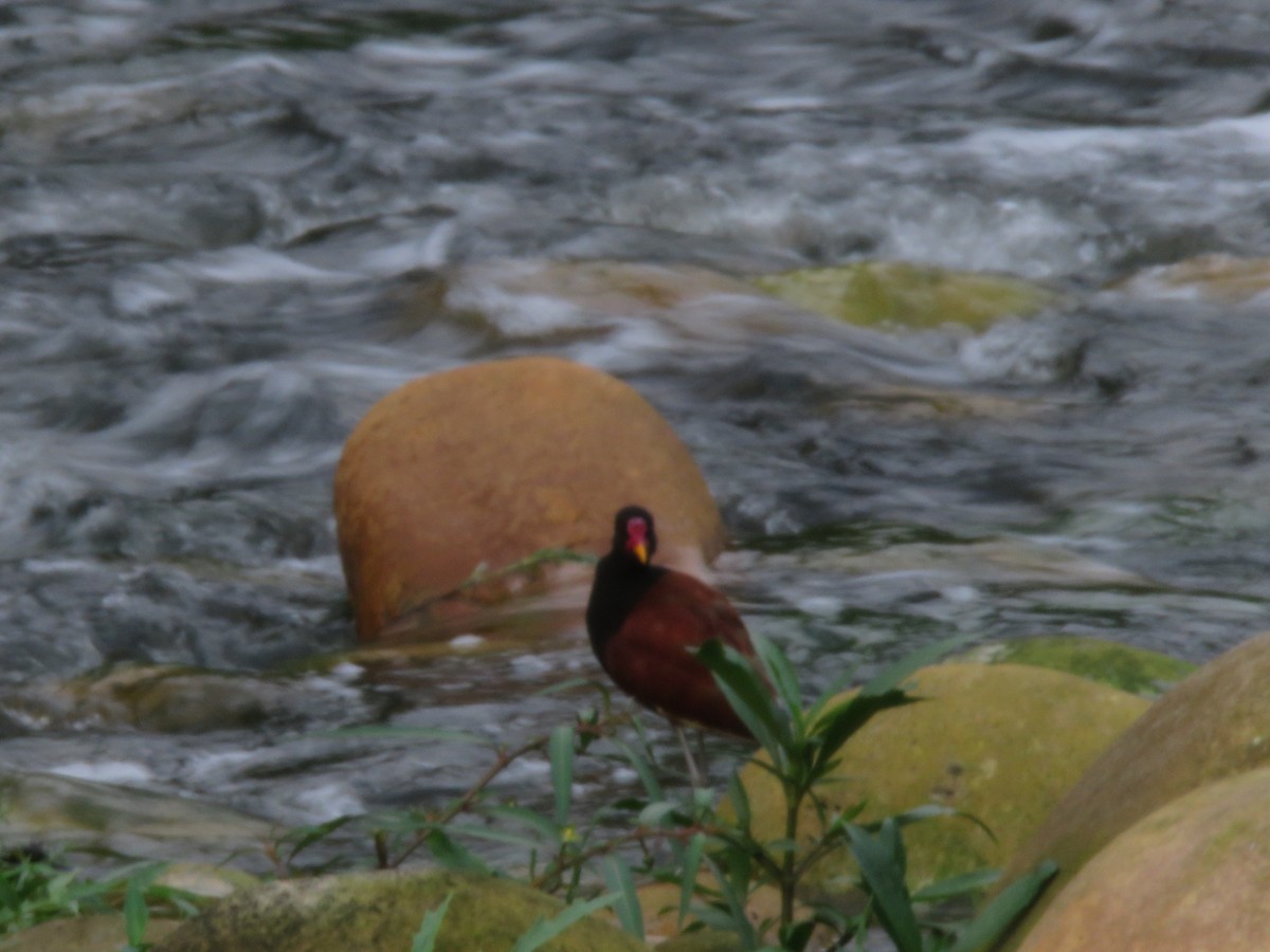 Wattled Jacana - ML151657501