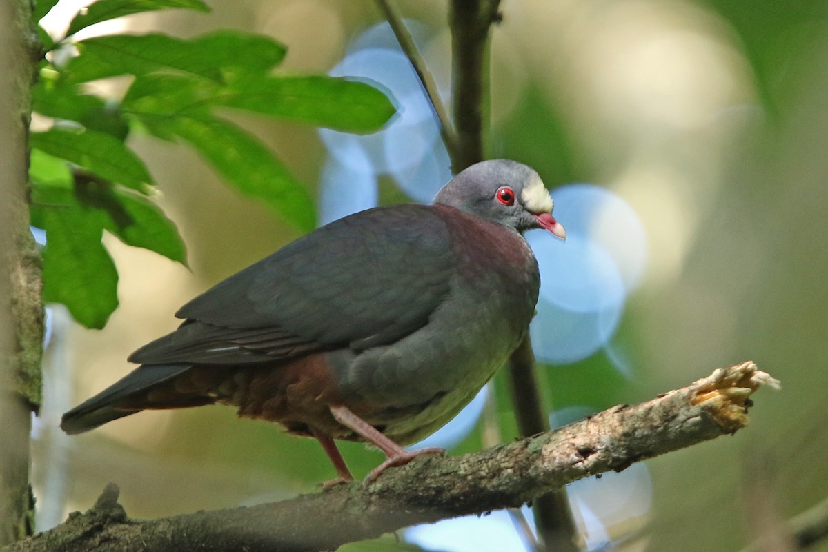 White-fronted Quail-Dove - ML151657511