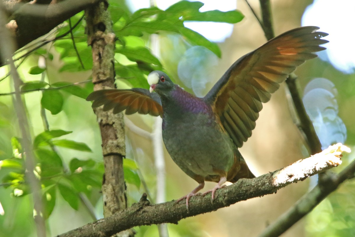 White-fronted Quail-Dove - Volker Hesse