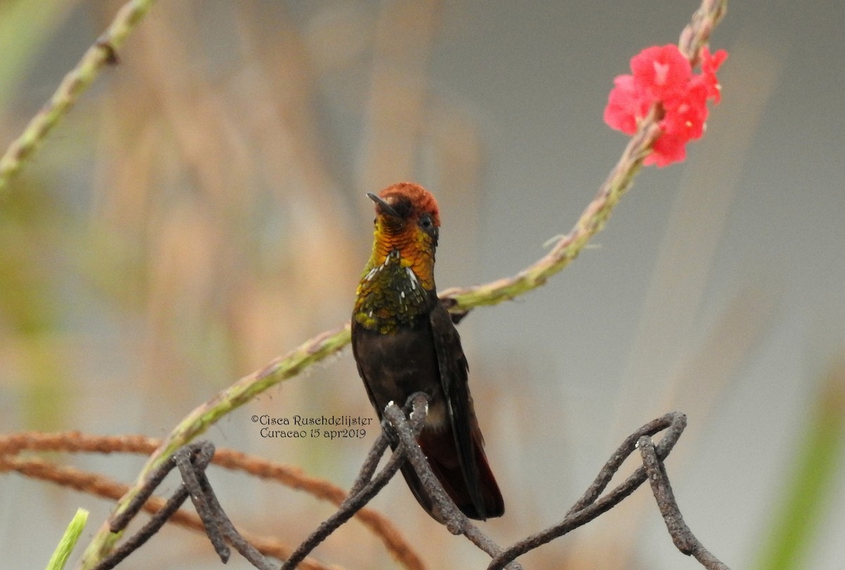 kolibřík červenohlavý - ML151657541