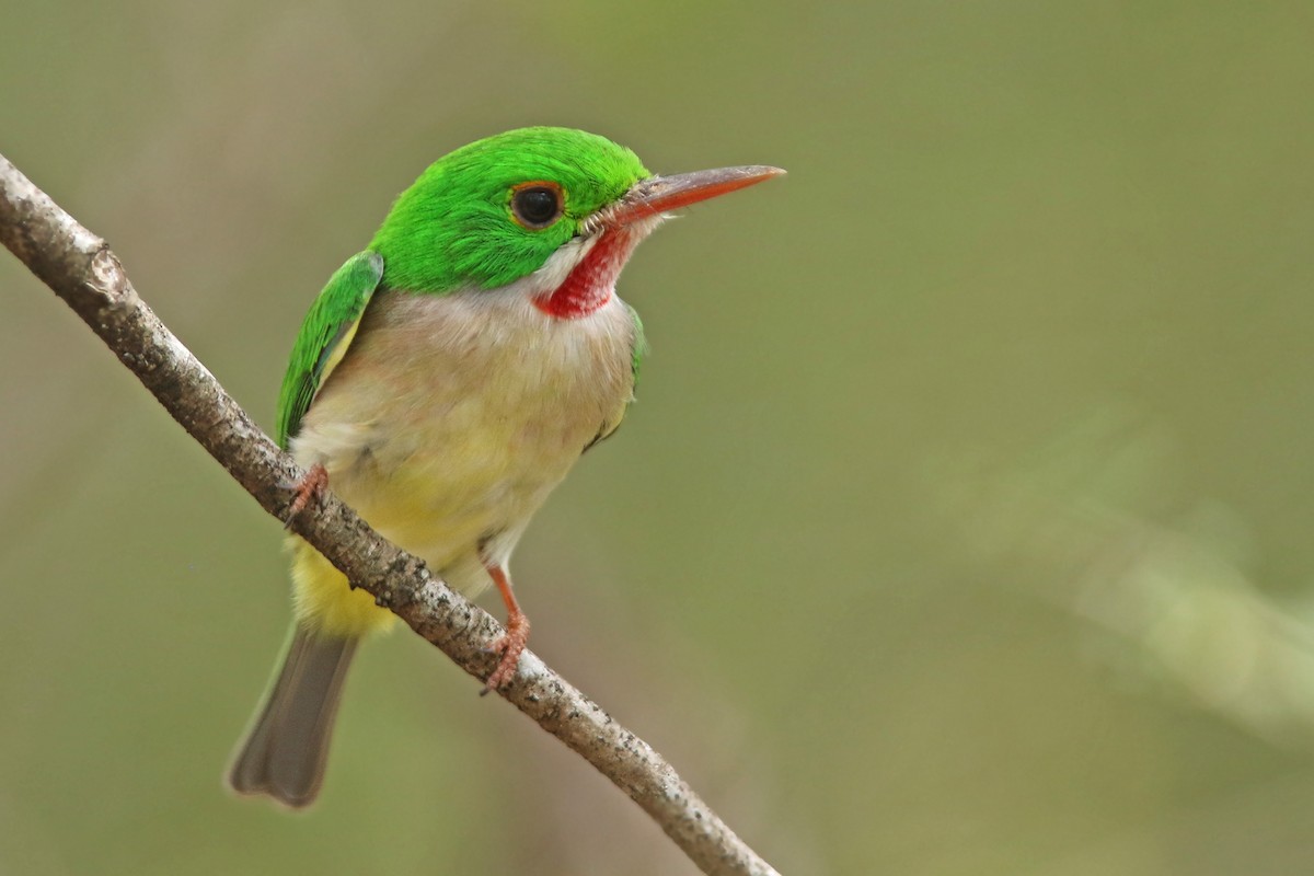 Broad-billed Tody - ML151657671