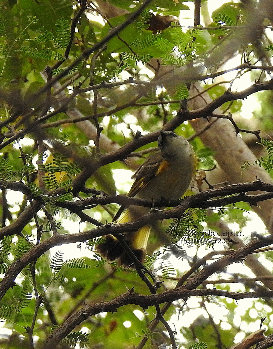 American Redstart - ML151658281