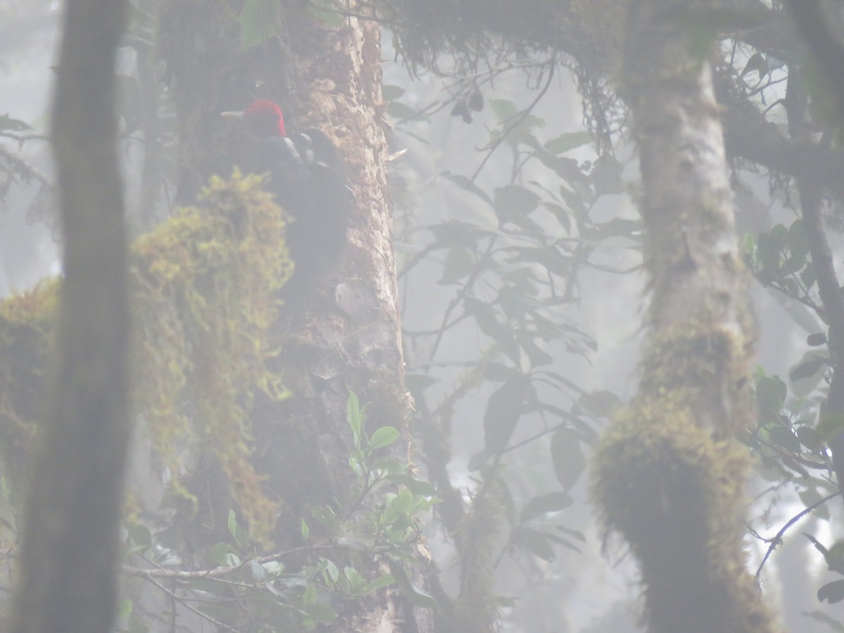 Pale-billed Woodpecker - Hermes Vega