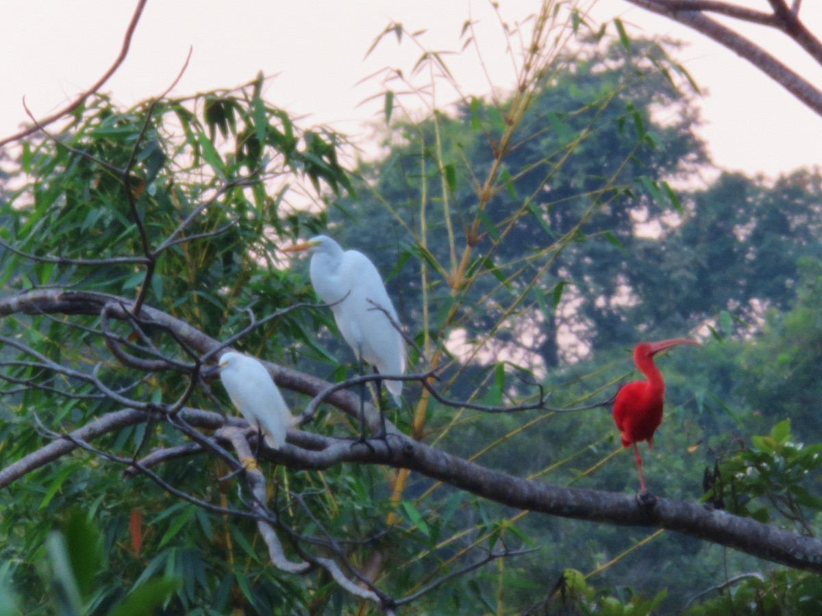 Snowy Egret - ML151658671