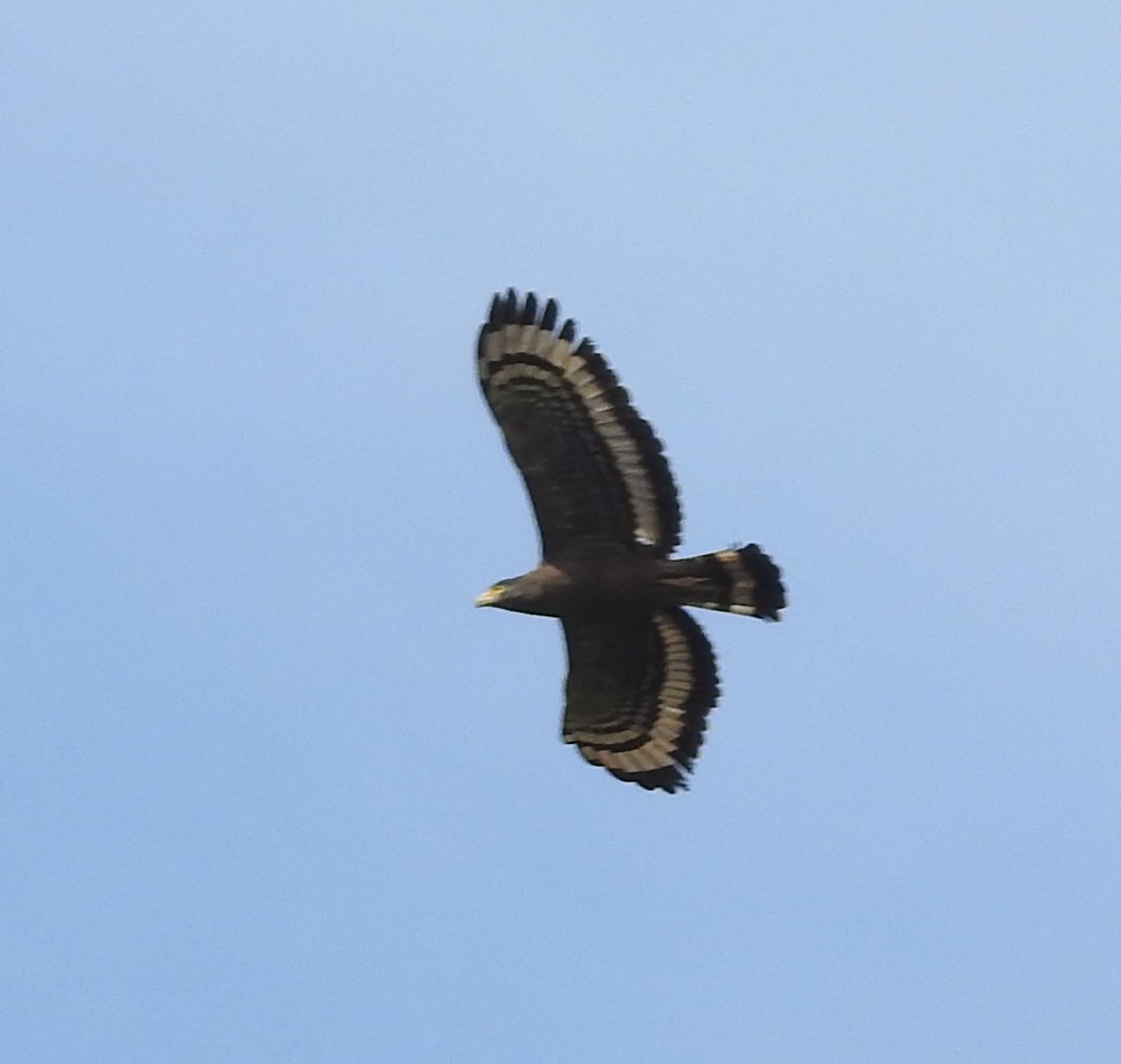 Crested Serpent-Eagle - ML151659311