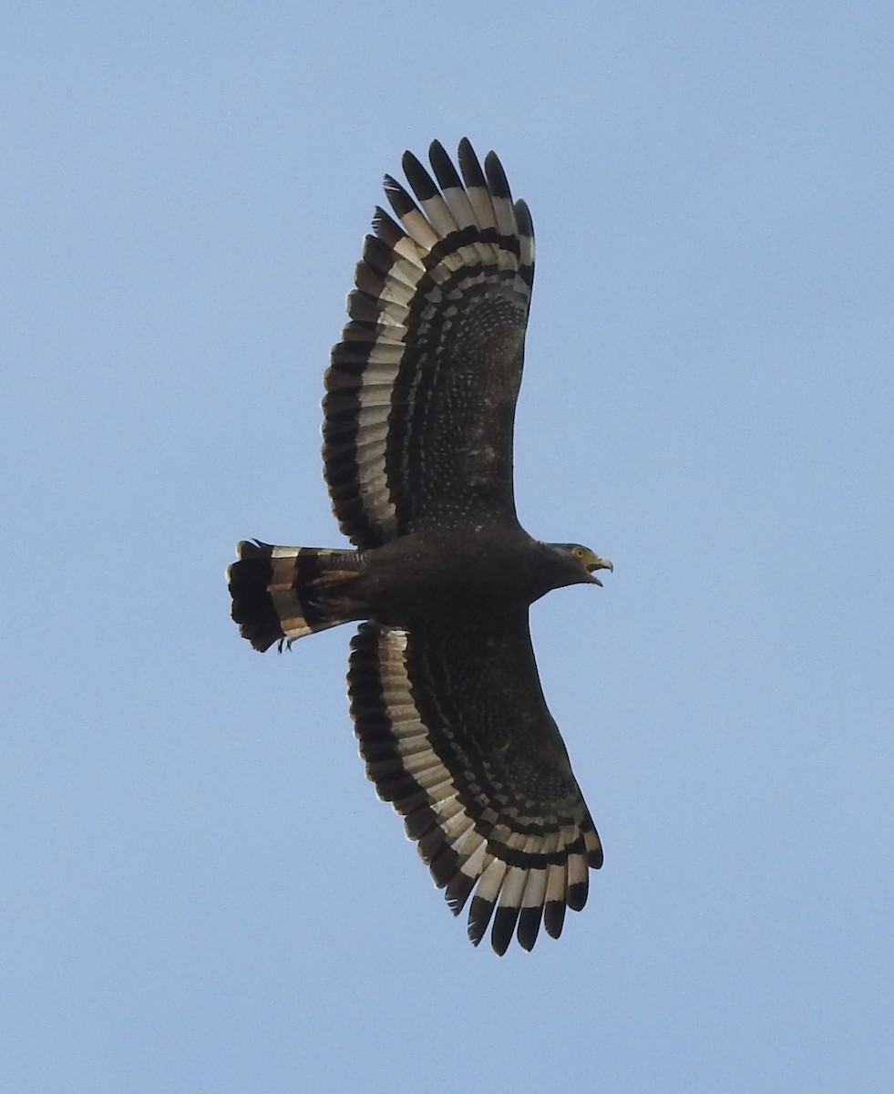 Crested Serpent-Eagle - ML151659471