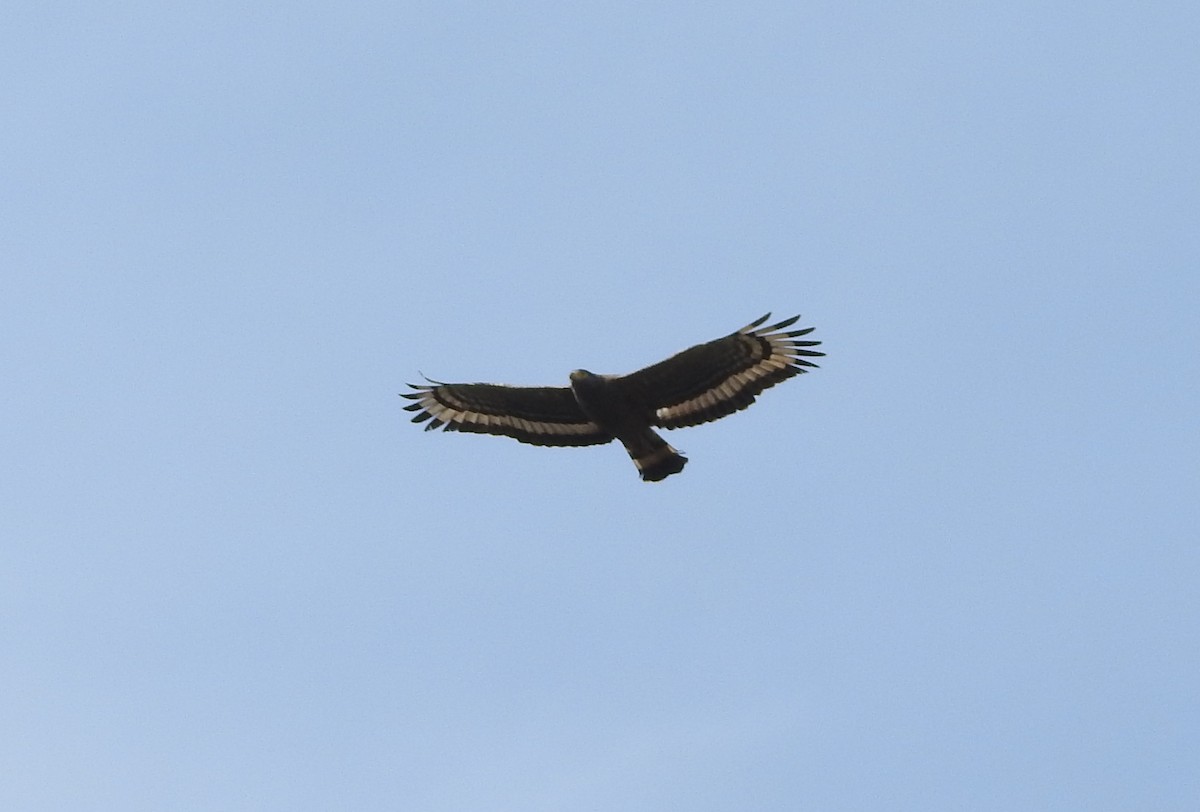 Crested Serpent-Eagle - ML151659491