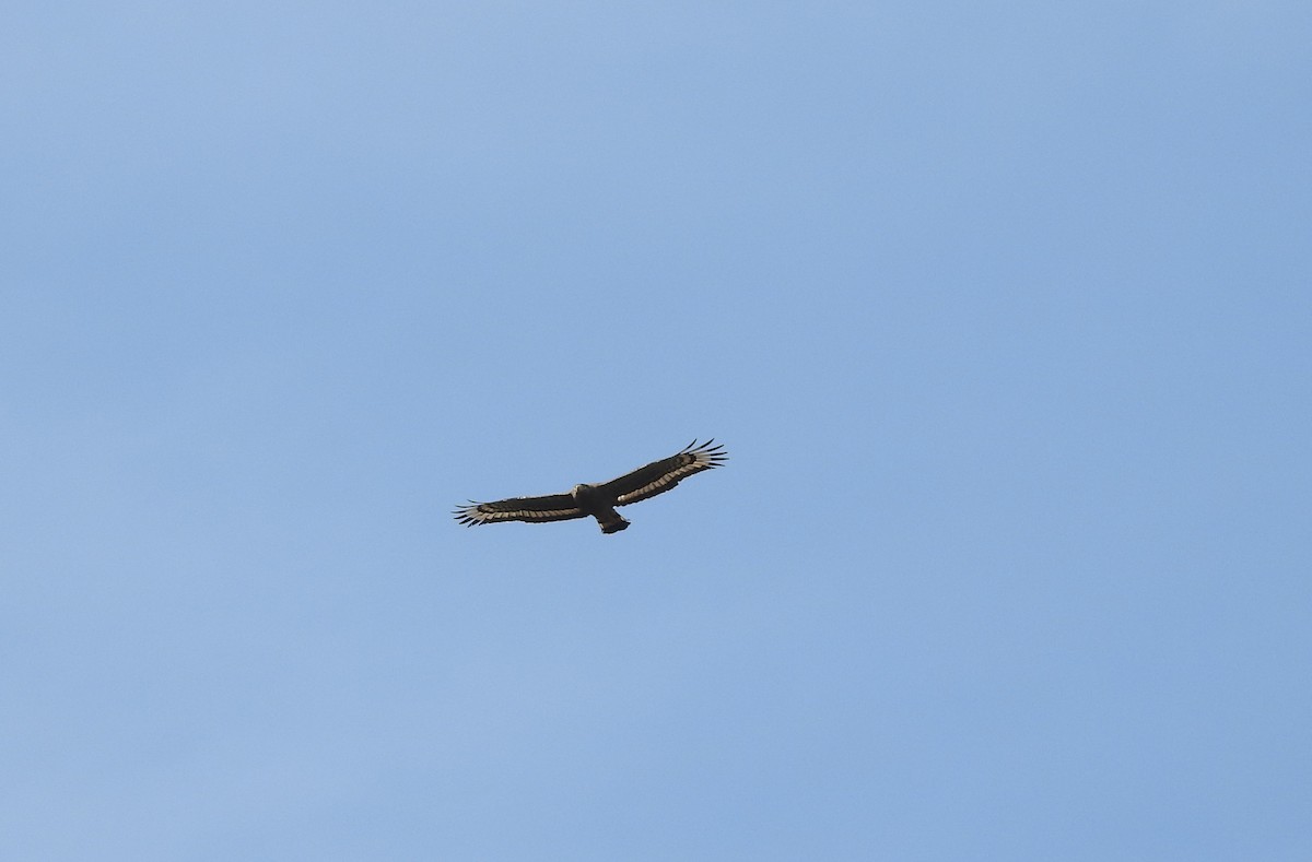Crested Serpent-Eagle - ML151659531