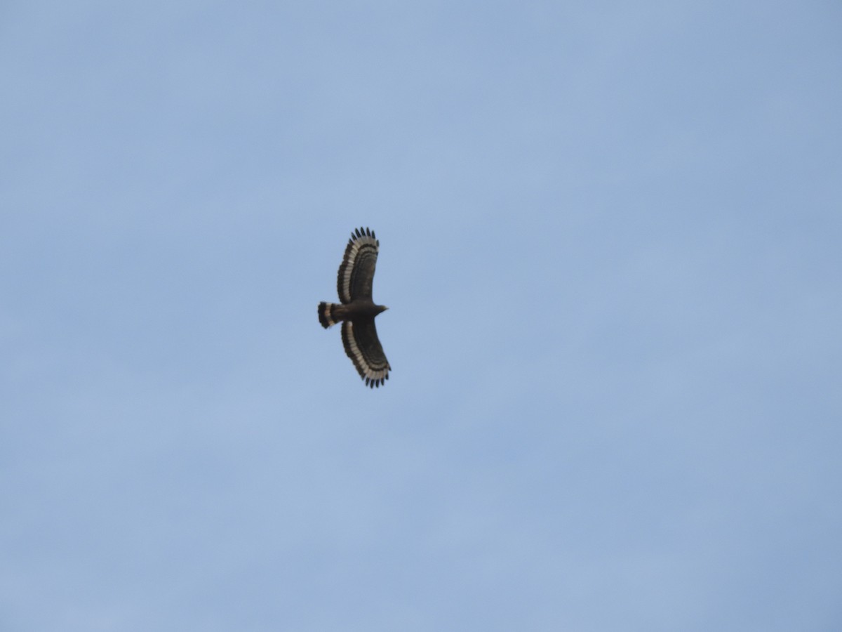 Crested Serpent-Eagle - ML151659691