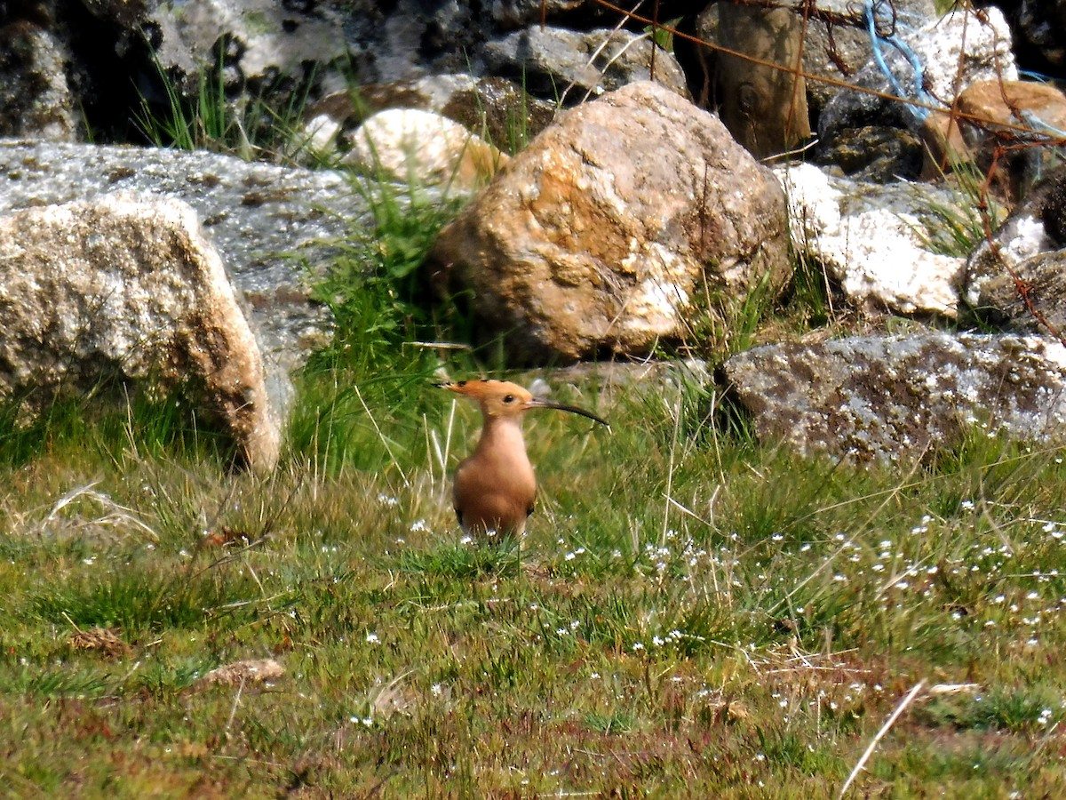 Eurasian Hoopoe - ML151659971