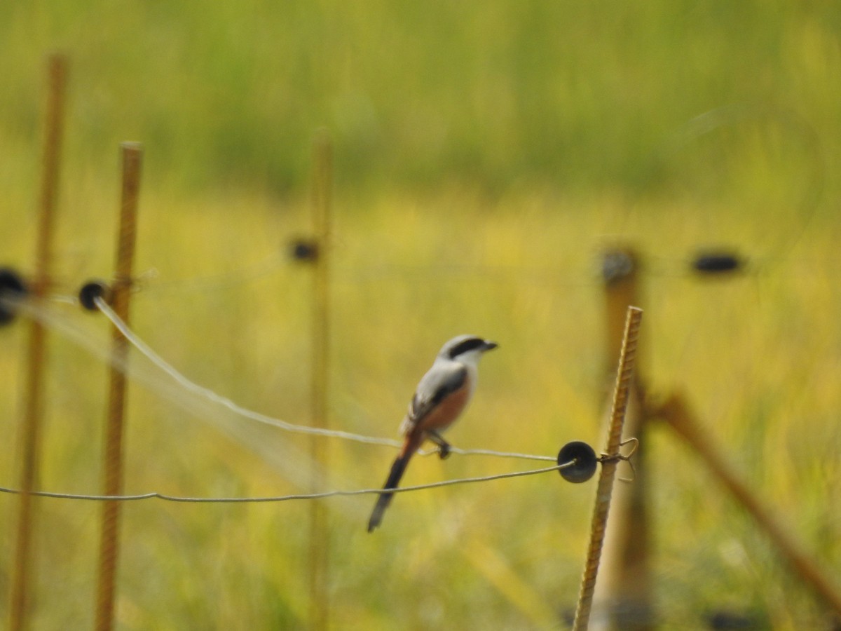 Long-tailed Shrike - ML151660221