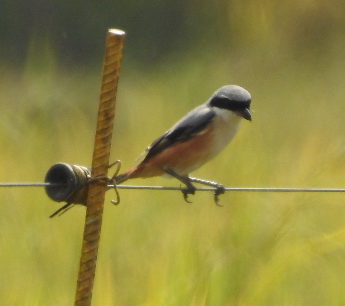 Long-tailed Shrike - ML151660251