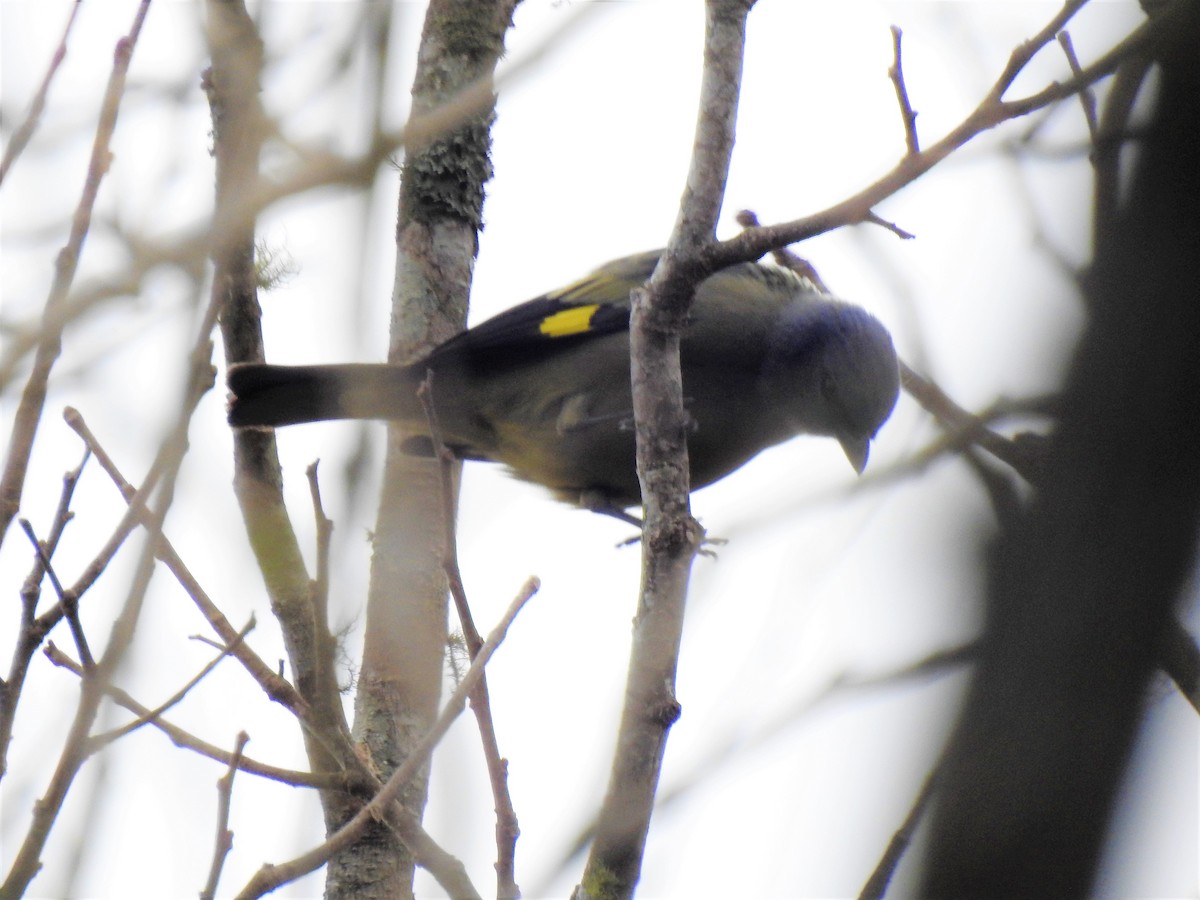 Yellow-winged Tanager - Nancy Douglas