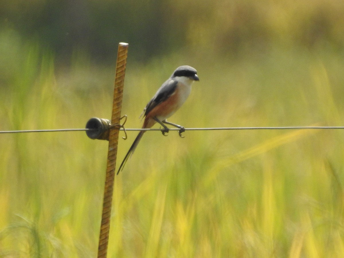 Long-tailed Shrike - ML151660531
