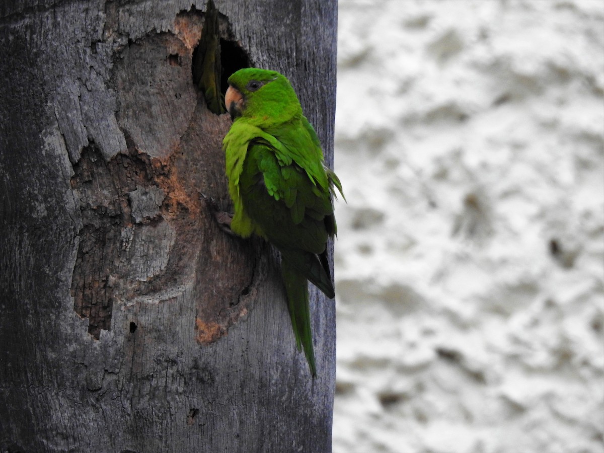 Meksika Yeşil Papağanı (holochlorus/brewsteri) - ML151660681