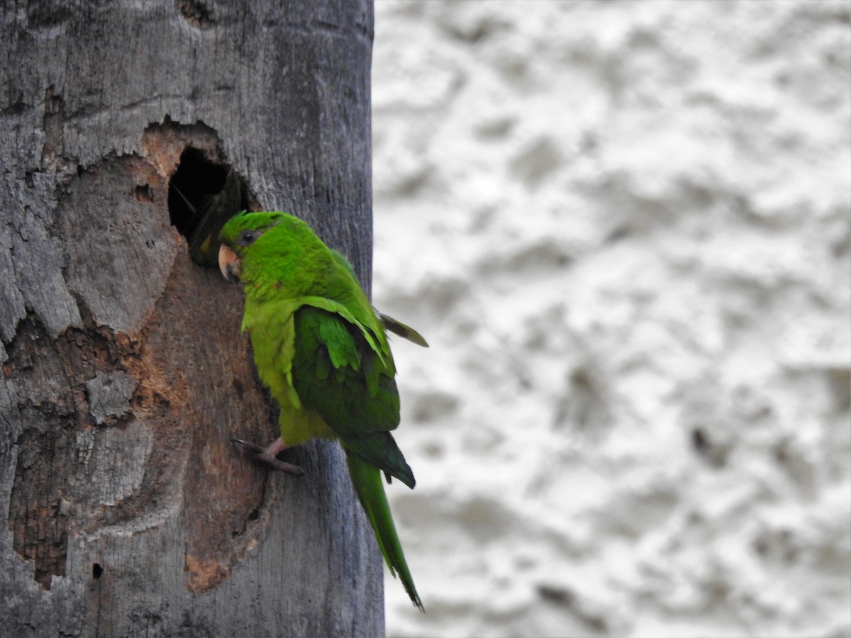 Meksika Yeşil Papağanı (holochlorus/brewsteri) - ML151660731