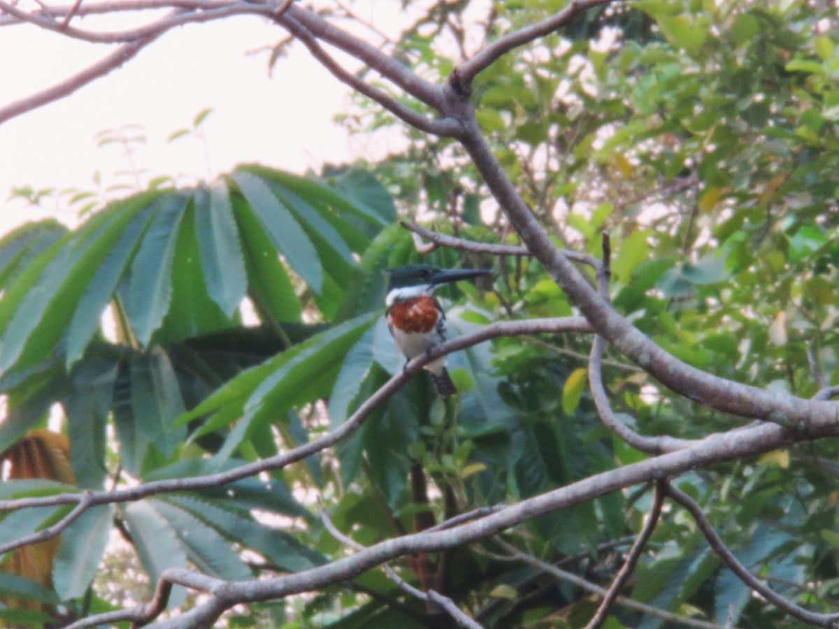 Amazon Kingfisher - ML151661191