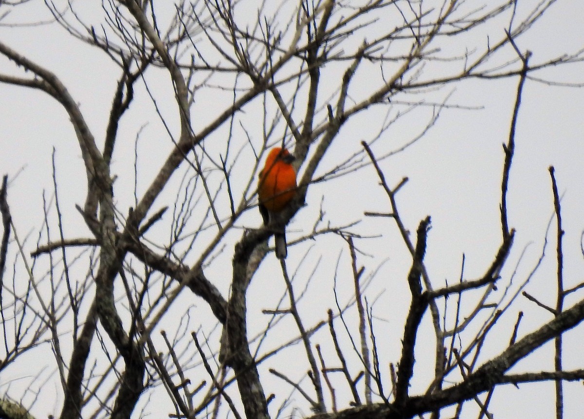 Cardinal jaune (aurantiacus) - ML151661541