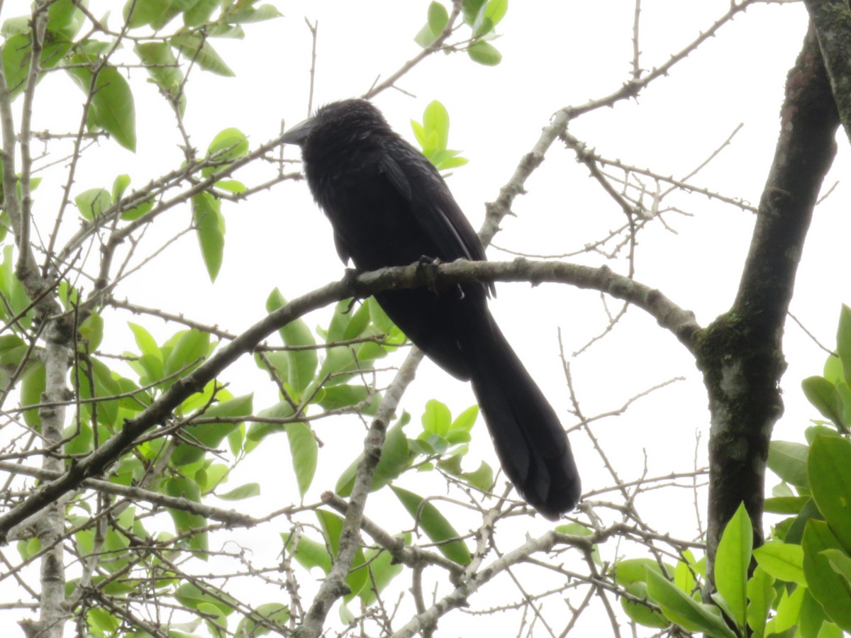 Smooth-billed Ani - ML151661561