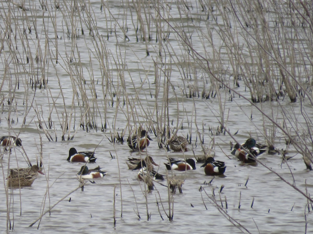 Northern Shoveler - ML151662081