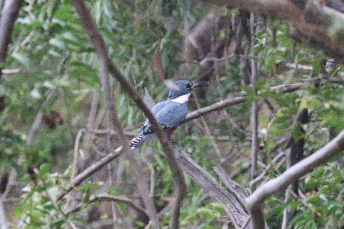 Ringed Kingfisher - ML151662141