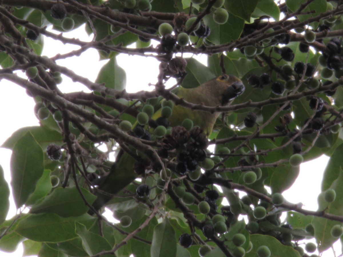 Brown-throated Parakeet - ML151662241