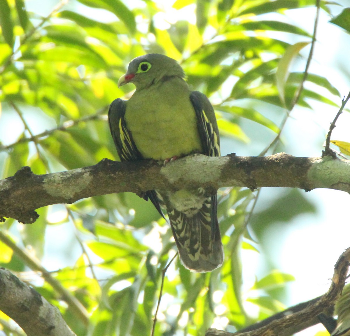Thick-billed Green-Pigeon - ML151662251